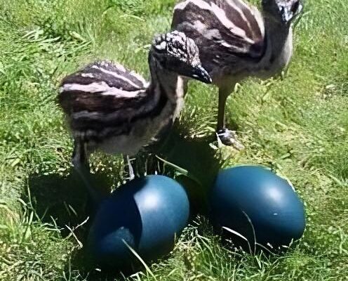 Emu Eggs