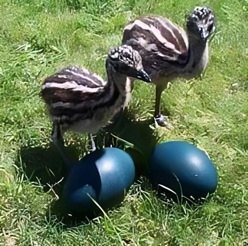 Emu Eggs